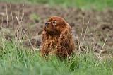 CAVALIER KING CHARLES 786
